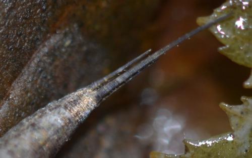 Dilta sp.